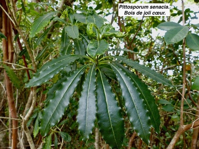 Pittosporum senacia . Bois de joli cœur.