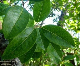 Apodytes dimidiata   Peau gris P1120706