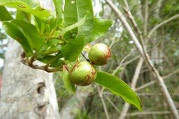 Bois de prune rat (2)