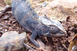femelle Chamaeleon furcifer qui commence à pondre (1)