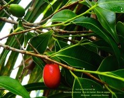 Maillardia borbonica . bois de maman. bois de sagaye P1120908