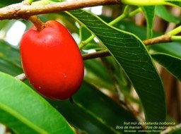 Maillardia borbonica . bois de maman. bois de sagaye P1120904