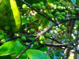 Memecylon confusum . Bois de balai