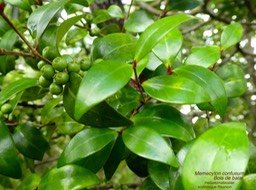 Memecylon confusum  bois de balai  P1120857