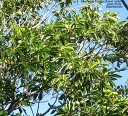 Minusops balata .Grand natte P1120688 - Version 2