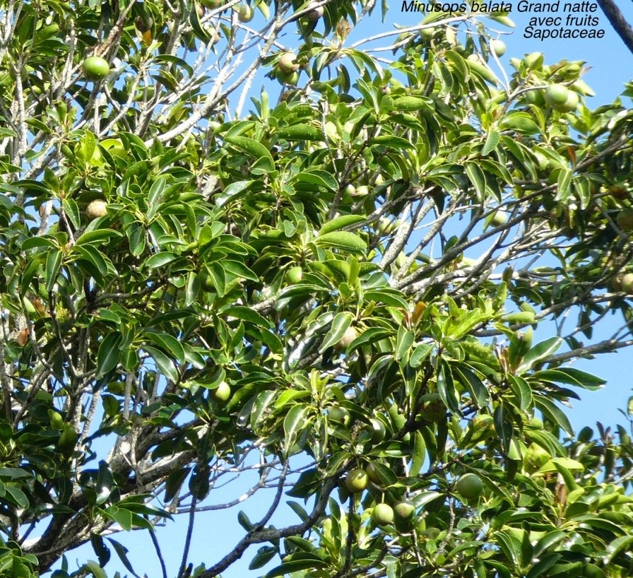 Minusops balata .Grand natte P1120688 - Version 2