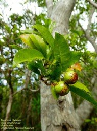 Myonima obovata . bois de prune rat  P1120931