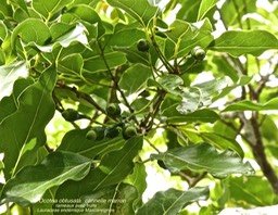 Ocotea obtusata . cannelle marron P1120976