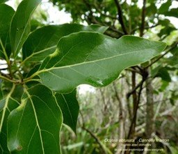 Ocotea obtusata . cannelle marron P1120971
