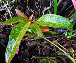 Olax psittacorum . bois d'effort P1120653