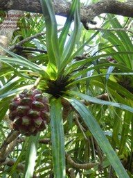 Pandanus sylvestris . petit vacoa .P1120756