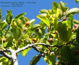 Securinega durissima  . corce rouge . bois dur P1120754