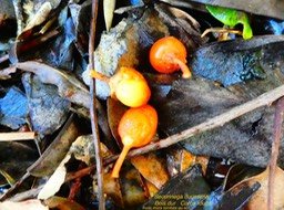 Securinega durissima corce rouge bois dur P1120729