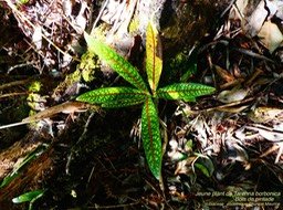 Tarenna borbonica  . bois de pintade P1120763