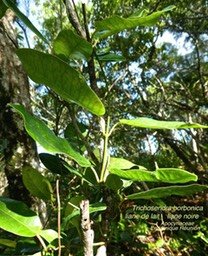 Trichosendra borbonica  liane de lait  P1120699