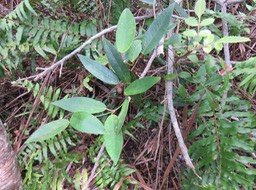 11. Secamone dilapidens - F. Friedmann - Liane de lait - Apocynaceae - Endémique La Réunion et Maurice   IMG_2452.JPG