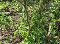 12. Secamone dilapidens - F. Friedmann - Liane de lait - Apocynaceae - Endémique La Réunion et Maurice  IMG_2453.JPG