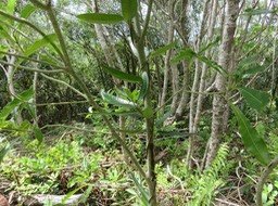 13. Secamone dilapidens - F. Friedmann - Liane de lait - Apocynaceae - Endémique La Réunion et Maurice  IMG_2454.JPG