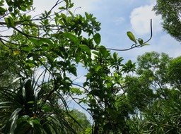 16. Danais fragrans - Liane jaune ou Lingue noir  - RUBIACEE    IMG_2460.JPG