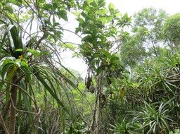 17. Fouillis IMG_2461.JPG