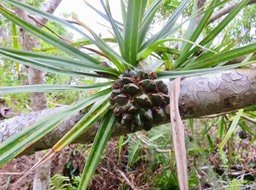19. Fruit du Pandanus sylvestris - Petit Pimpin - Pandanacée - B  IMG_2463.JPG