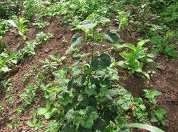 2. Urena lobata - Herisoon rouge -  MALVACEAE - Indigène Réunion.jpg