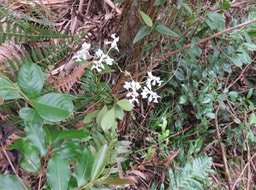 24. Cryptopus elatus - Liane camaron -  Orchidacée - I IMG_2477.JPG