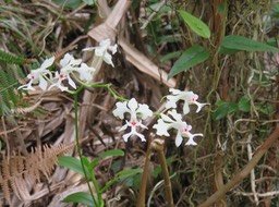 25. Cryptopus elatus - Liane camaron -  Orchidacée - I IMG_2478.JPG