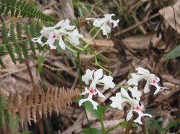 26. Cryptopus elatus - Liane camaron -  Orchidacée - I IMG_2479.JPG