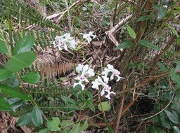 27. Cryptopus elatus - Liane camaron -  Orchidacée - I IMG_2480.JPG