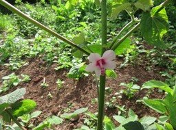 3. Fleur Urena lobata - Herisoon rouge -  MALVACEAE - Indigène Réunion.jpg