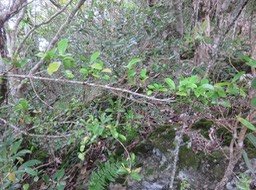 31. Fruit Myonima obovata - Bois de prune  ou Bois de prune rat - Rubiaceae
