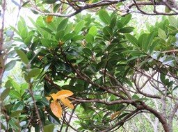 34. Xylopia richardii - Bois de banane - Annonacée - B IMG_2488.JPG