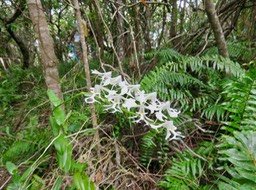 35. Cryptopus elatus - Liane camaron -  Orchidacée - I