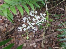 36. Cryptopus elatus - Liane camaron -  Orchidacée - I IMG_2490.JPG