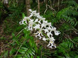 37. Cryptopus elatus - Liane camaron -  Orchidacée - I