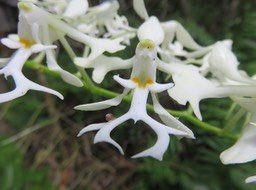 38. Cryptopus elatus - Liane camaron -  Orchidacée - I