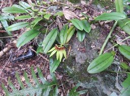 39. Bulbophyllum longiflorum  - - Orchidaceae