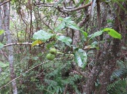 40. Myonima obovata - Bois de prune  ou Bois de prune rat - Rubiaceae  IMG_2497.JPG