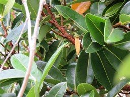 41. Fleur de. Xylopia richardii - Bois de banane - Annonacée - B IMG_2500.JPG