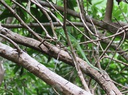 42. L'endormi mâle bien maigre