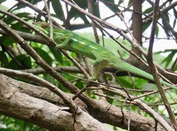 43. Caméléon panthère, Furcifer pardalis)  IMG_2503.JPG