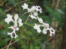 44. Cryptopus elatus - Liane camaron -  Orchidacée - I