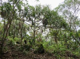 5. Pandanus sylvestris - Petit Pimpin - Pandanacée - B  IMG_2444.JPG