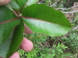6. Feuille *** Homalium paniculatum - Corce blanc - Salicacée - endémique de la Réunion     IMG_2445.JPG