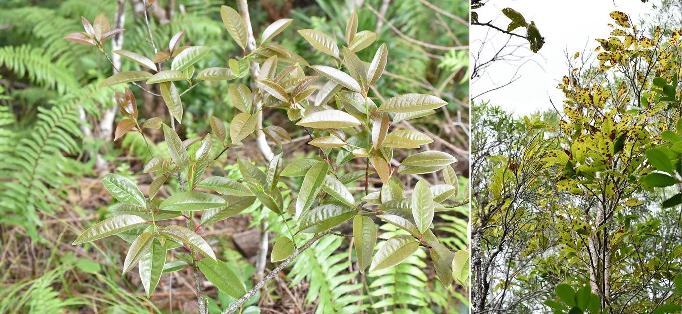 Apodytes dimidiata - Peau gris - ICACINACEAE - Indigène Réunion (forme juvénile à gauche)