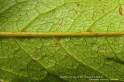 Chionanthus broomeana. bois de coeur bleu. coeur bleu.( domaties à poils roux ) oleaceae.endémique Réunion.P1024792
