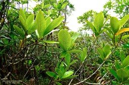 Chionanthus broomeana .bois de coeur bleu.coeur bleu.oleaceae.endémique Réunion.P1024791