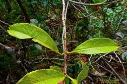 Chionanthus broomeana.bois de coeur bleu. (feuilles opposées   .  lenticelles sur la tige   ) oleaceae.endémique Réunion.P1024795