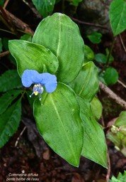 Commelina diffusa.petite herbe de l'eau.commelinaceae.adventice à la Réunion.P1024667